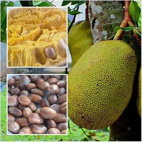 Image result for artocarpus heterophyllus