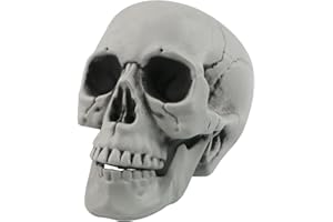 FANGOO Realistic Human Skull Head Model - 1:1 Replica, Plastic, 7.9 x 5.9 IN, Perfect for Halloween Party, Graveyard, Spooky Decor