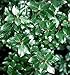 Jim Dandy Winterberry -Ilex-Male Pollinator for Female Winterberry-Proven Winner