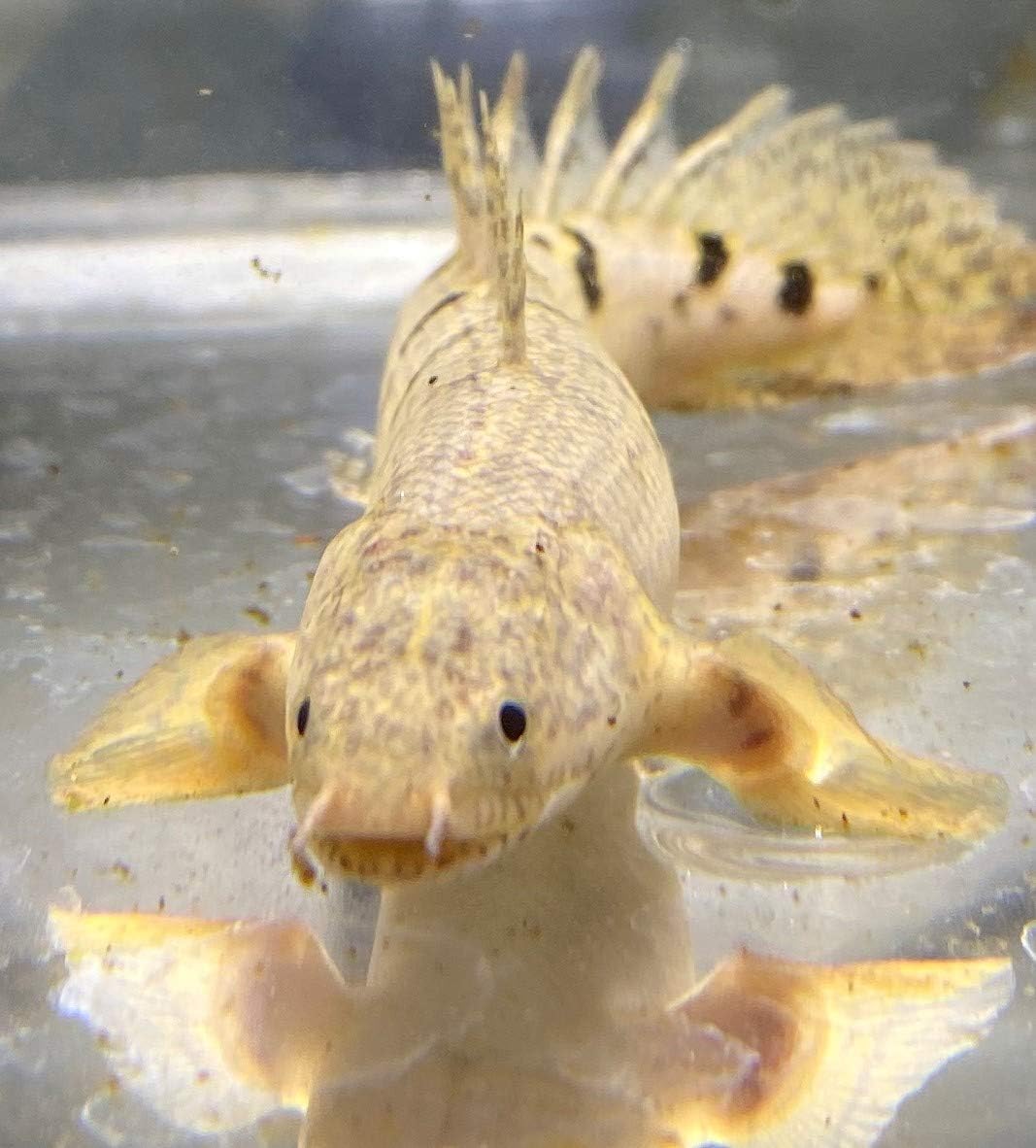 Amazon 熱帯魚 ポリプテルス デルヘッジィ １５cm 1匹 安心サイズ 東京倉庫出荷 アクアショップピラルク 観賞魚 水中生物 通販