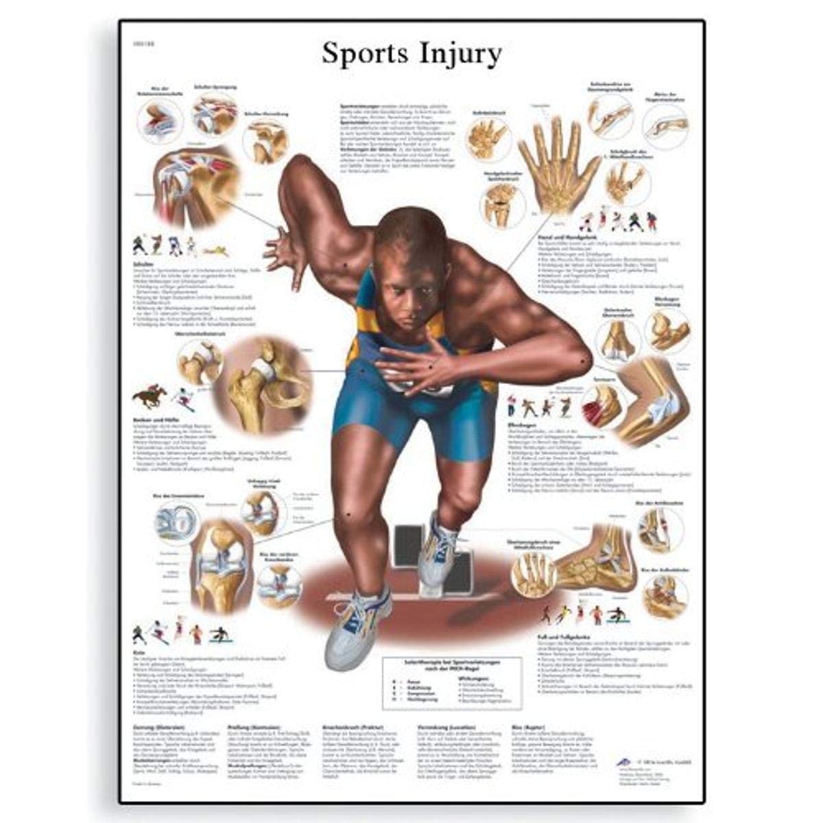 3B Scientific Human Anatomy - Sports Injuries Chart, Paper Version, VR1188UU, unlaminated
