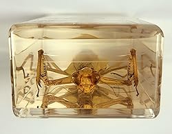 4.3" Real Praying Mantis in Crystal Clear Lucite