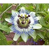 Amazon Com 30 Pcs Passiflora Seeds Passiflora Blue Horizon Passionfruit Flower Seeds Garden Outdoor