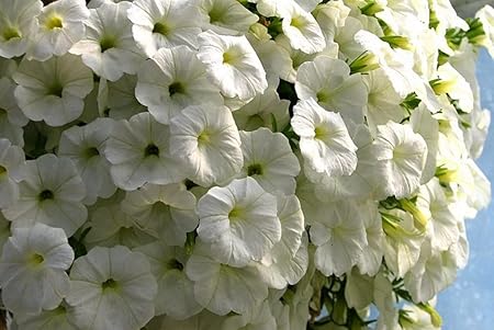 Amazon Co Jp A0 特大 ポスター ペチュニアの花白雪姫のクローズアップの美しさ 壁紙ウォールステッカーポスター A0 11x841mm Generic Amazon Co Jp A0 特大 ポスター ペチュニアの花白雪姫のクローズアップの美しさ 壁紙ウォールステッカーポスター A0 11x841mm Generic