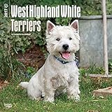 2017 Monthly Wall Calendar - West Highland White Terriers