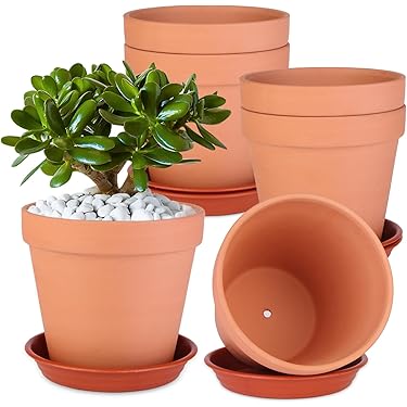 money tree plant pot size Money Tree 4" includes White Cover Pot  Houseplants New York LLC