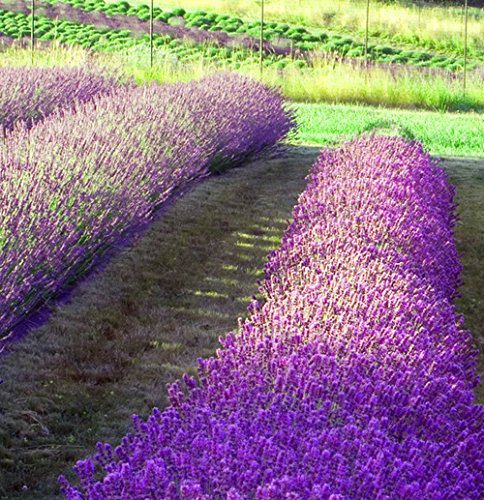 Lavender Seed Collection, 2 Lavender Varieties Plus Instruction Book, 100% Non-GMO Heirloom Seeds of Spike Lavender and Vera Lavender