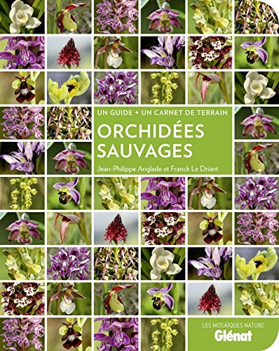 Orchidées sauvages