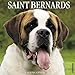 Just Saint Bernards 2018 Calendar