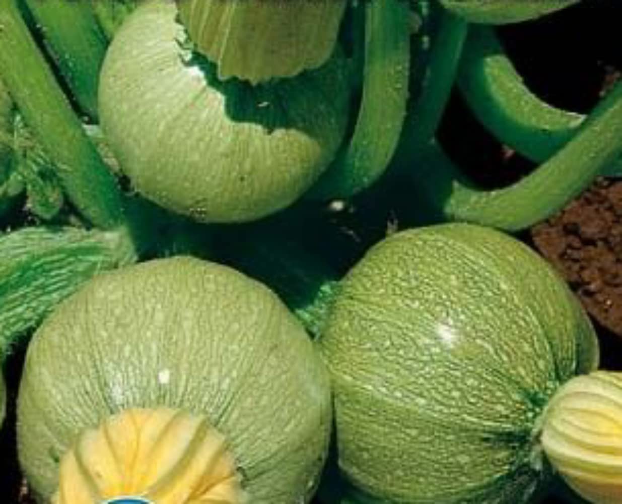 Italsementi Nice Round Zucchini