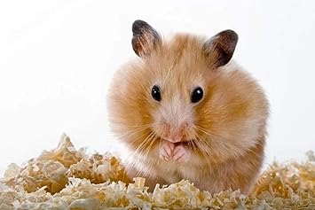 Hamster Malen