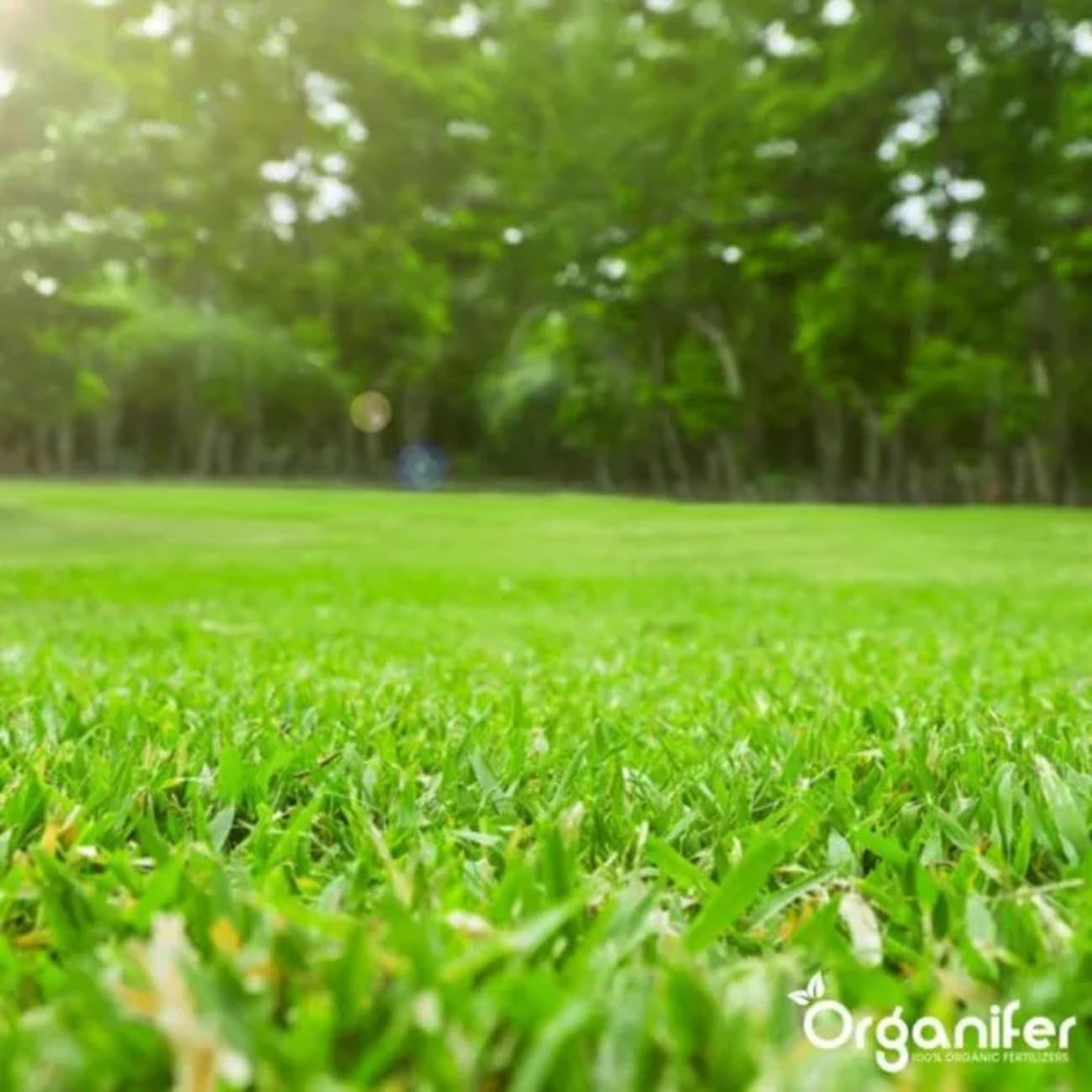 Organifer Kuhmistpellets 3in1 (20 kg - für 200 m2), Organischer Dünger, Natürlicher Bodenverbesserer, Nachhaltige Gartenarbeit, Umweltfreundlicher Dünger, Nährstoffreich, Rasenverbesserung 7