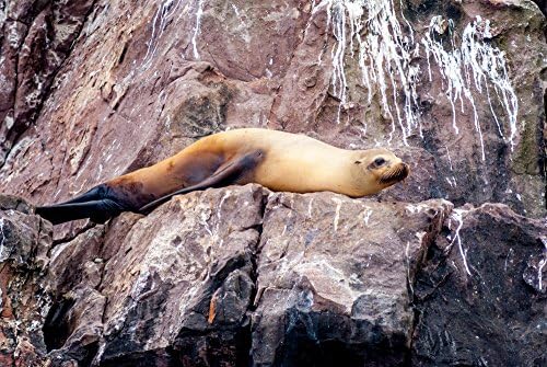 Marine Wildlife: Sea Lion Siesta at Coronado Islands, Mexico