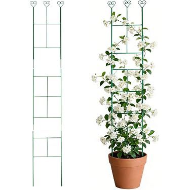 picture of a money tree Huge Money Tree main image 0