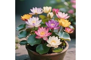 30Pcs Mixed Bowl Lotus Seeds, Non-GMO Lotus Flower Seeds, High Germination Rate Lotus Seeds for Planting Indoor, Outdoor, Hom