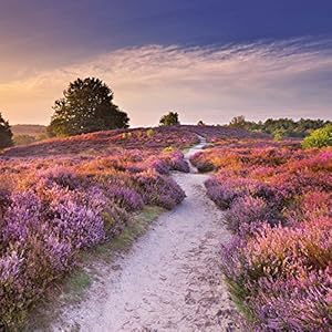 Trails of Mindfulness (170173)