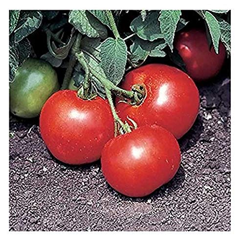 David s Garden Seeds Tomato Beefsteak Bush SL5565 (Red) 50 Open Pollinated Seeds