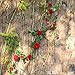 Luyue Artificial Rose Vine Silk Flowers Garland Wedding Flowers Vines Silk Roses Garland for Wedding Decorations (Red)