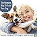 Dog Bark Collar – Stop Dogs Barking Fast! Safe Anti Barking Devices Training Control Collars, Small, Medium and Large pets deterrent. No shock, remote or citronella. Sound, vibration training devicethumb 2
