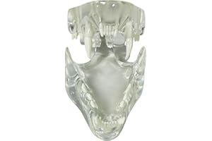 SEUJJRO Transparent Cat Teeth Model Animals Oral Tooth Jaw for Veterinary Education Study Demo Decoration