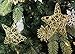 Juvale 24-Pack Lightweight Star Ornaments - 6-Inch Gold Plastic Hanging Stars - Sparkly Holiday Tree Decor for Wreaths & Garlands