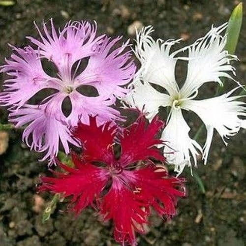 200 Seeds - Dianthus Superbus Hybrids Mix Flower Seeds (Dianthus Superbus)