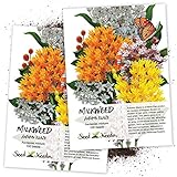 Seed Needs, Autumn Blaze Milkweed Mix (Asclepias Species) Twin Pack of 100 Seeds Each