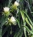 American Beauty Dragon Fruit - Hylocereus - Pitaya/Strawberry Pear - 4