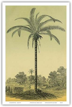 Amazon Co Jp ヤシの木 フランスの雑誌l イラスト園芸の 園芸イラスト 温室と庭園の特別ジャーナル ビンテージな植物のイラスト によって作成された シャルル アントワーヌ ルメール C 1854 アートポスター 23cm X 31cm ホーム キッチン