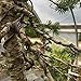 Bonsai Outlet Bonsai Wire Kit - Three Pack Quality Bonsai Tree Training Wire, Helps Shape and Train All Types of Bonsai Plants