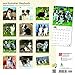 Australian Shepherds 2018 12 x 12 Inch Monthly Square Wall Calendar with Foil Stamped Cover, Animals Dog Breeds