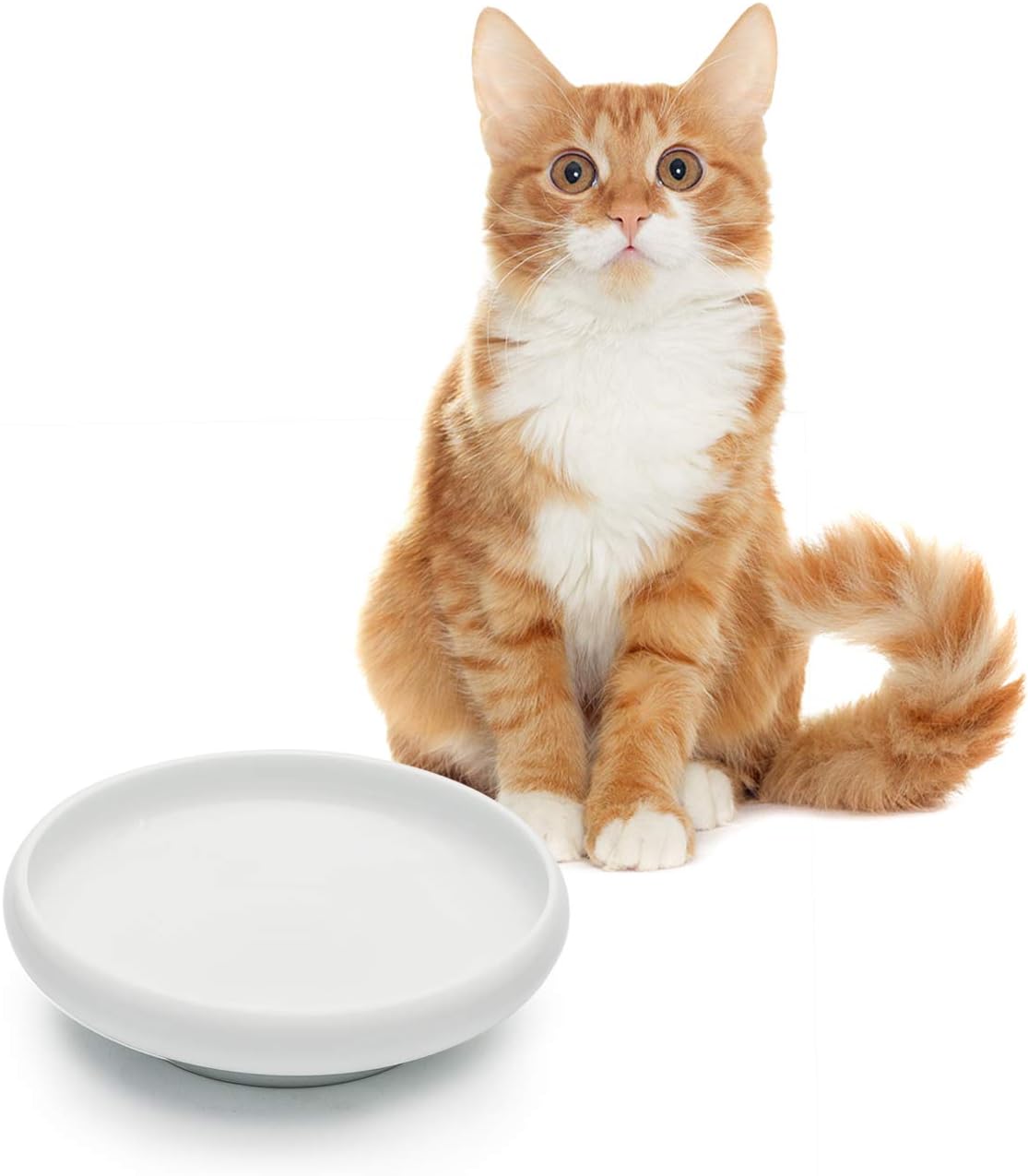 MSBC Cat Food Water Bowl, Wide Shallow Ceramic Cat Dish, Non-Spill Pet Bowl Porcelain, 10oz, White