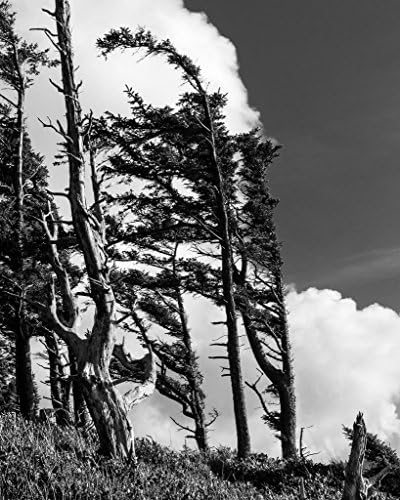 Wind swept Trees on the Coast. Fine Art Nature Photography Print for Home Decor Wall Art