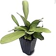 Staghorn Fern Netherlands Live Plant - Playtcerium bifurcatum