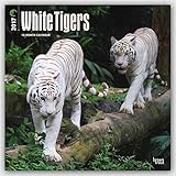 2017 Monthly Wall Calendar - White Tigers