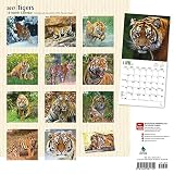 Image de Tigers 2017 Square (Multilingual Edition)