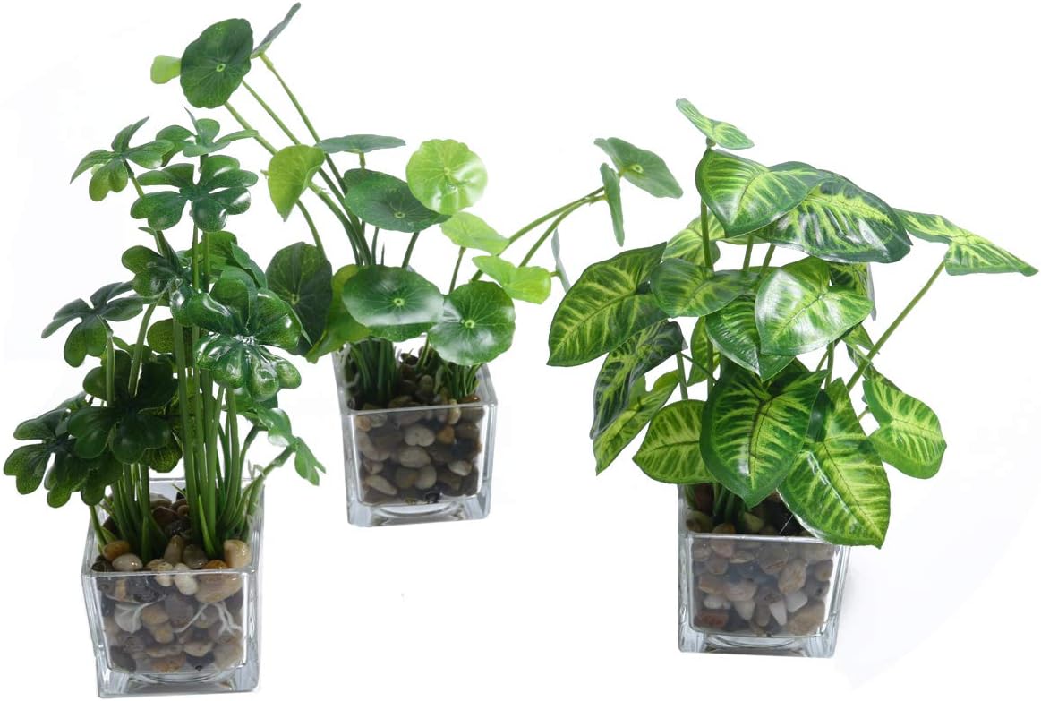 Best Home Decor Glass Plants