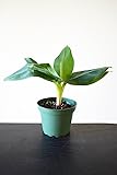 9GreenBox - Truly Tiny - Tiny Musa Banana Tree - 4" Pot - Great Fruit