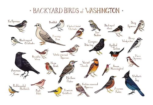 Amazon Com Backyard Birds Of Washington Field Guide Art Print