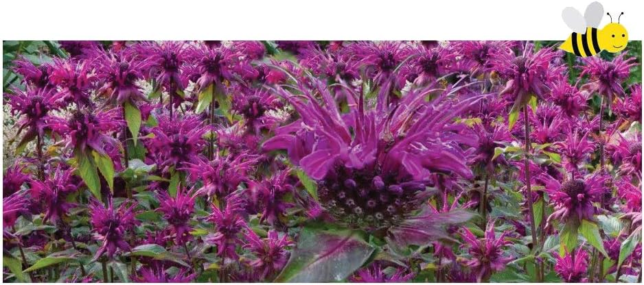 Monarda Bee-Scorpion - 1 Litre bareroot - Fish or Wildlife Pond and bog Aquatic