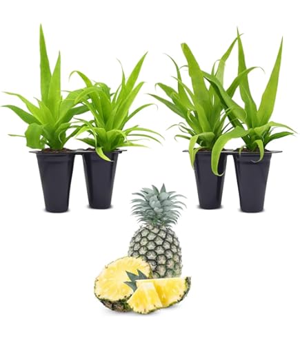 home depot parlor palm Parlor Palm (Chamaedorea elegans) – Hey Rooted