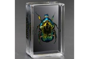 WJFMZS Scarabs Insect Resin,Real Giant Insect Paperweight Taxidermy Specimen,Real Insect Specimen Transparent Resin Moving Sm