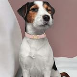 YUDOTE Ultra-soft Corduroy Dog Collar Large, Natural Cotton, Dusty Pink view 2