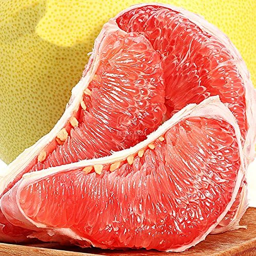 Red Grapefruit Sweet Citrus Maxima Hybrid Seeds 10PCS Tasty Yuzu Tree Organic Home Garden Hardy Fruits