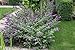 Lo & Behold® Buddleia x 'Lilac Chip' PPAF Butterfly Bush-4" Pot - Proven Winners