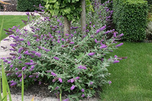 Lo & Behold Buddleia x Lilac Chip PPAF Butterfly Bush-4 Lo & Behold Buddleia x Lilac Chip PPAF Butterfly Bush-4
