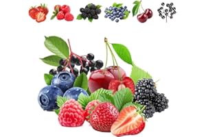 1100pcs Mixed Fruit Seeds Berry Seeds for Planting Strawberry Raspberry Mulberry Blueberry Elderberry Cherry Individually Pac