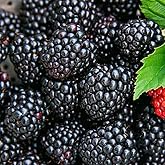 200 BlackBerry Seeds for Planting – Heirloom Non-GMO Fruit Seeds, Sweet Juicy Berries, Productive Perennial Plants for Outdoo