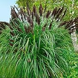 Ziergras winterhart Ziergras winterhart