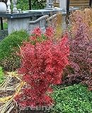 Japanischer Blutahorn - 1 baum: Amazon.de: Garten